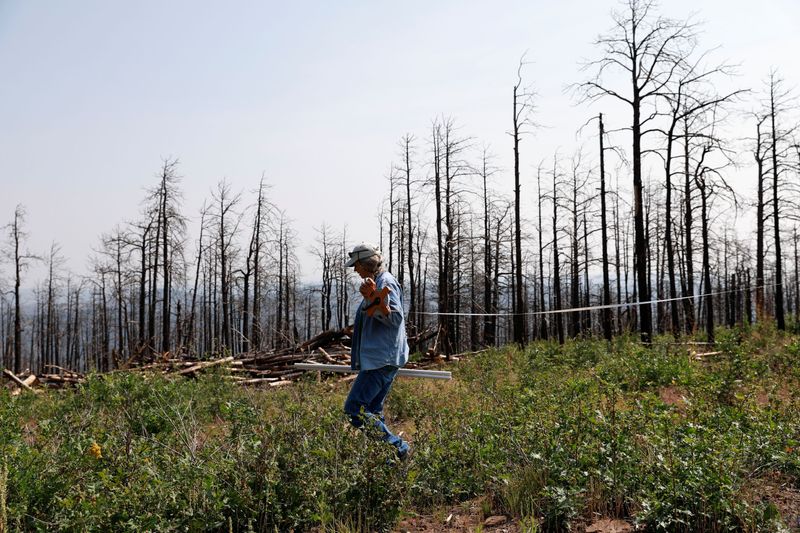 As fires devastate U.S. forests, researchers work to grow super-resilient
