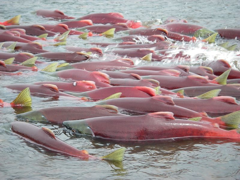 FILE PHOTO: Sockeye salmon are seen in Bristol Bay, Alaska