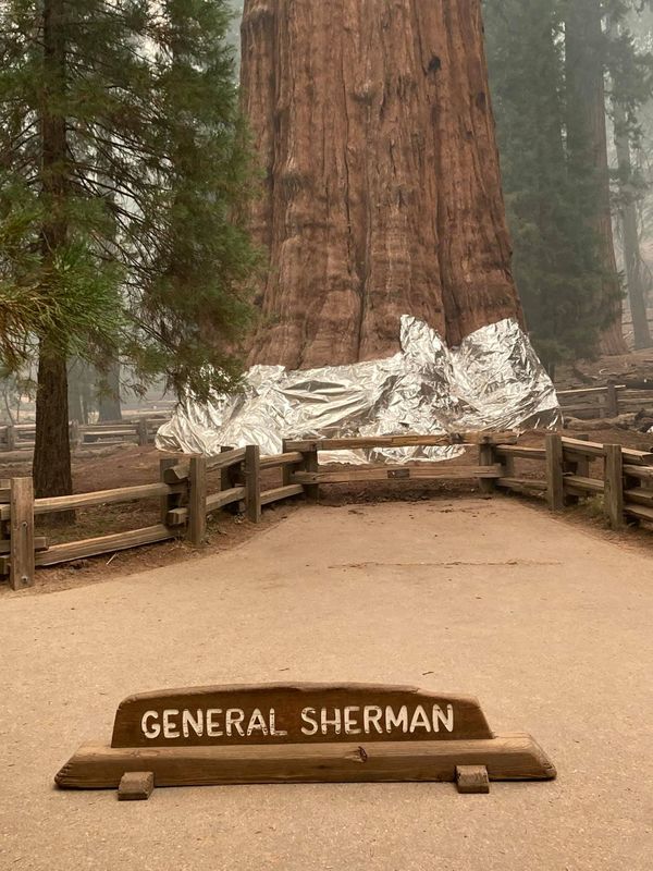 A General Sherman tree wrapped in foil as KNP Complex