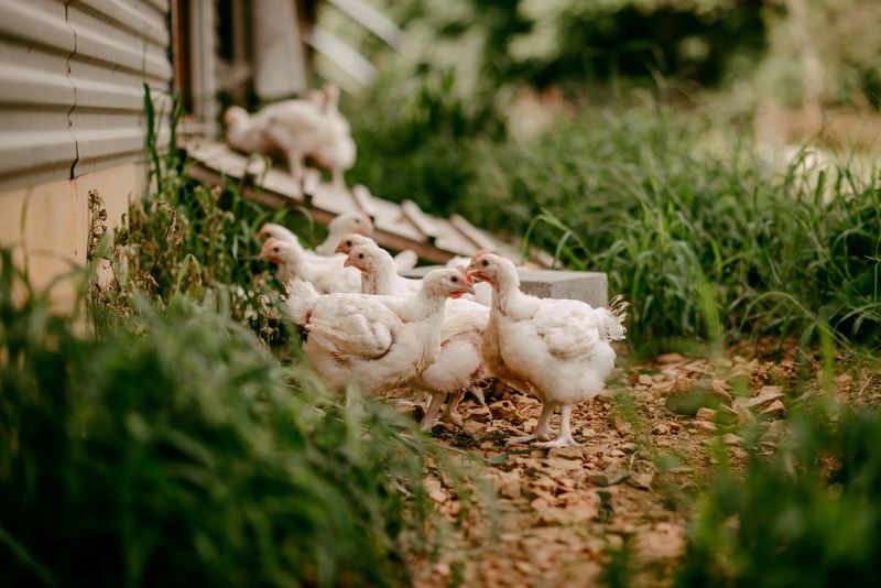 Organic chickens are seen at Valley View Farm in Linville,