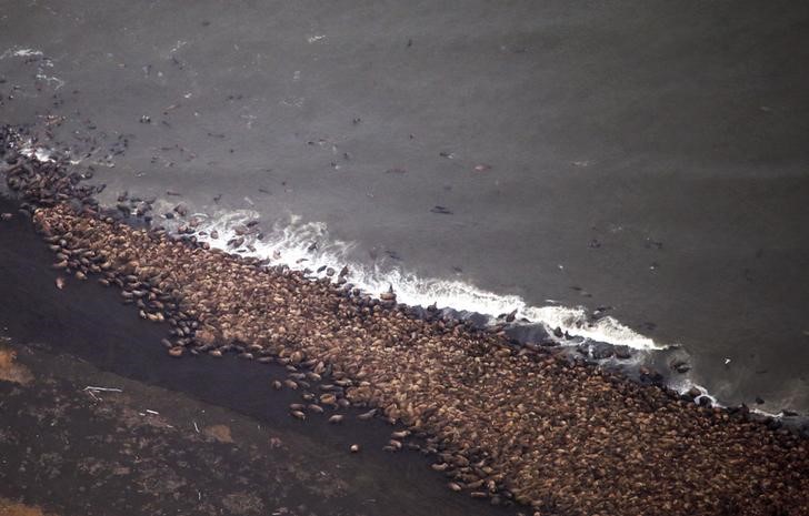 An estimated 35,000 walruses are pictured  are pictured hauled