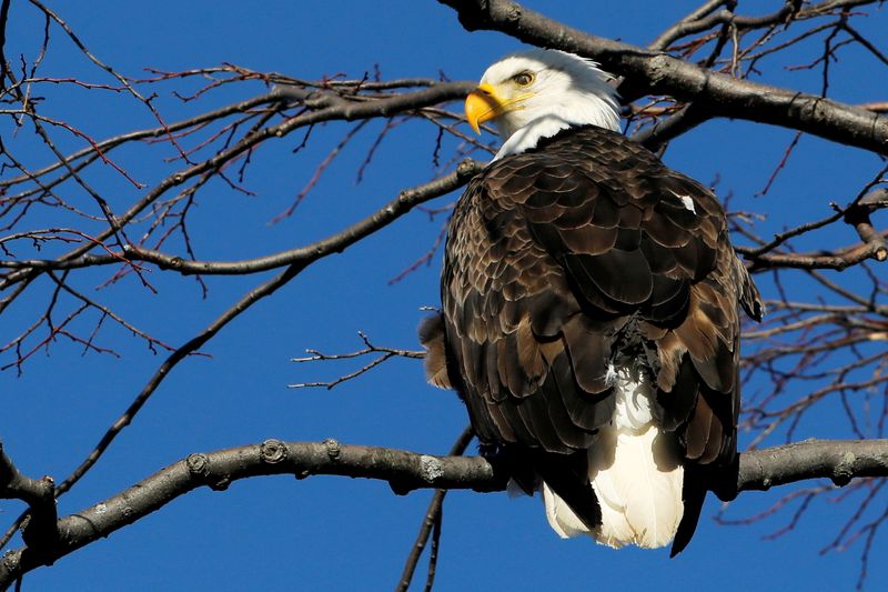 FILE PHOTO: Bald Eagle perches on a branch above the
