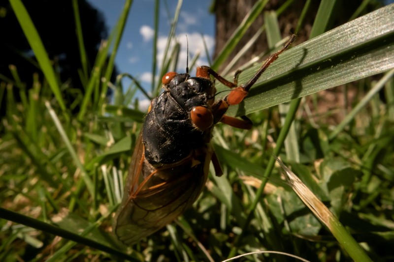 FILE PHOTO: The Wider Image: Getting up close with cicadas