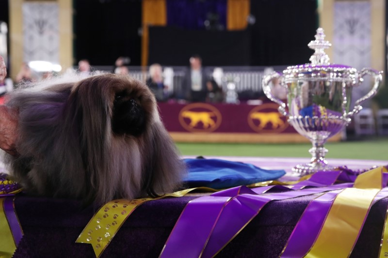 The 145th Westminster Kennel Club Dog Show at Lyndhurst Mansion
