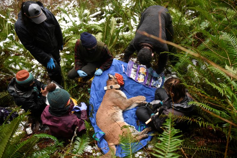The Wider Image: How does a cougar cross a Washington