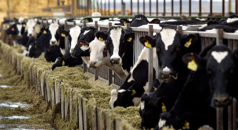 FILE PHOTO: To match feature FINANCIAL/DAIRY-FARMS