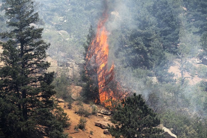A tree erupts into flames in the Waldo Canyon fire