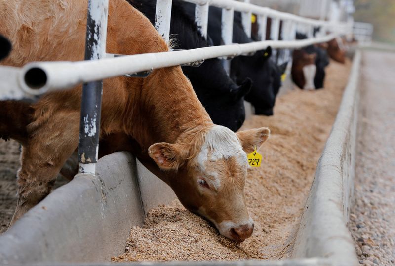 FILE PHOTO: Beef cattle are pictured at an Alberta feedlot