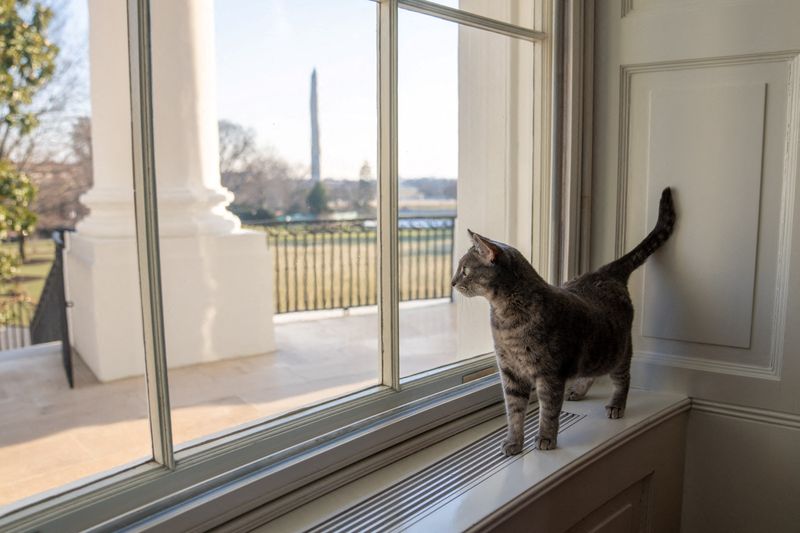 Biden family’s new pet cat Willow is seen at the