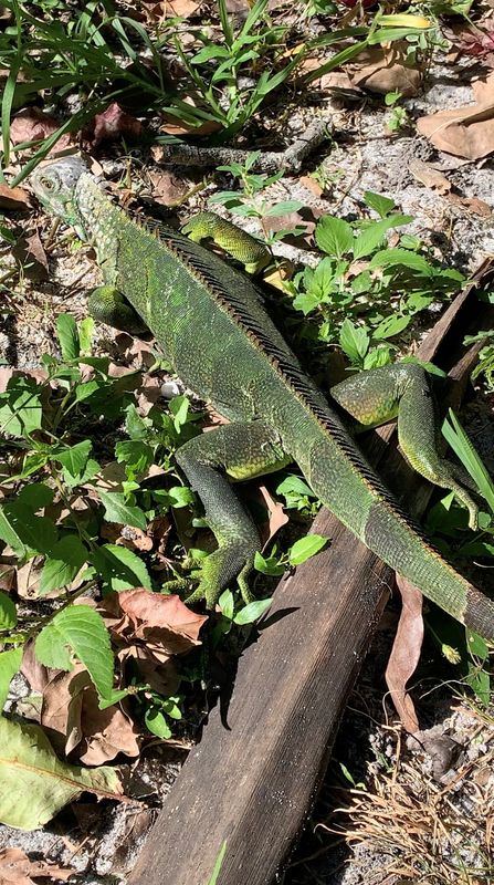 Florida is so cold iguanas are falling out of trees