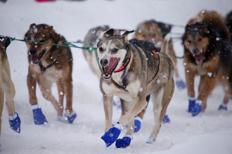 Ceremonial start of the 50th Iditarod Trail Sled Dog Race