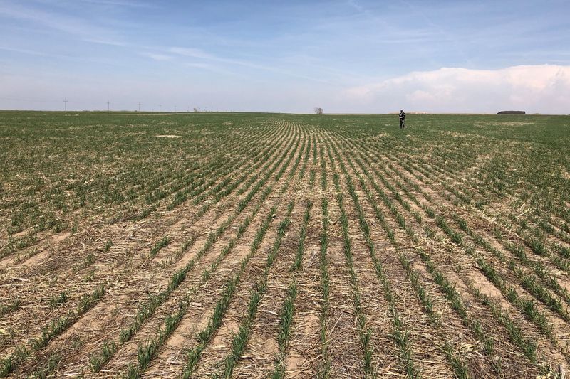 FILE PHOTO: Wheat fields show drought affects near Colby Kansas