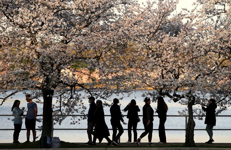 Cherry blossoms hit their peak bloom in Washington