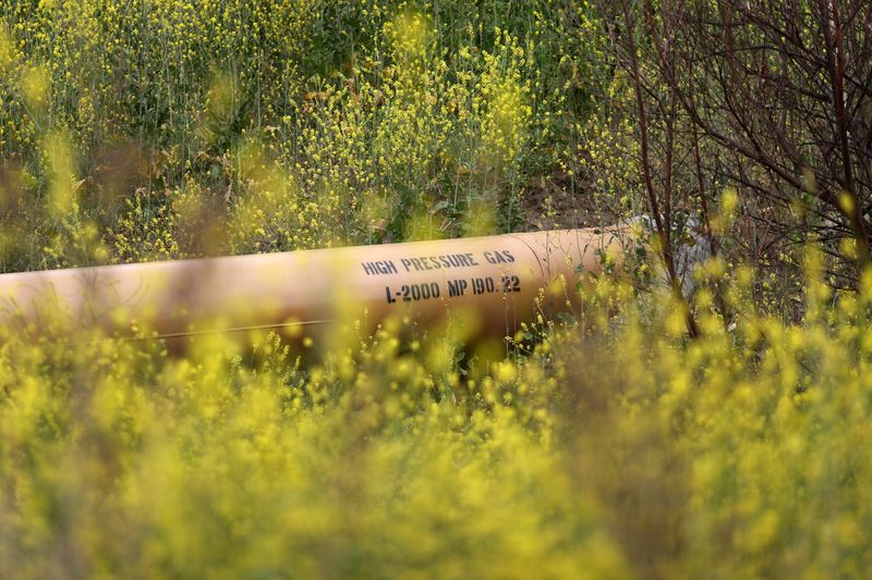 FILE PHOTO: A natural gas pipeline runs through ustard plants