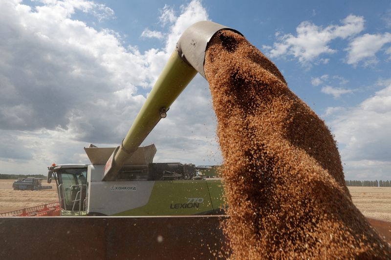 FILE PHOTO: A combine harvester loads a truck with wheat
