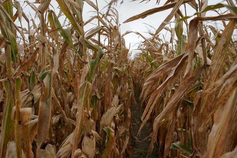 A corn field stands ready for harvesting on Gormong near