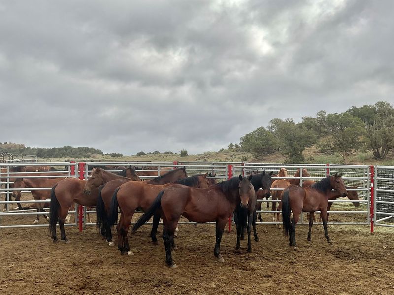 FILE PHOTO: Wild horses stand in a holding area near