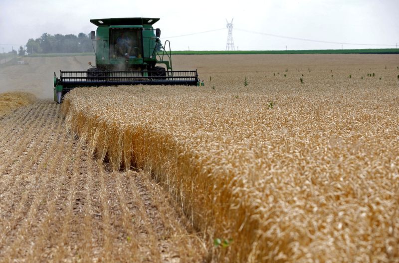 FILE PHOTO: A combine drives over stalks of soft red