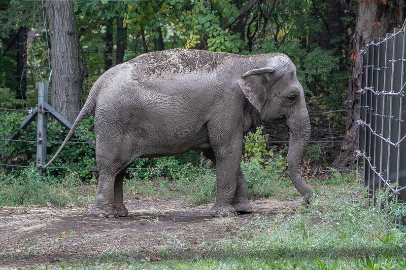An elephant named Happy is pictured in the Bronx Zoo,