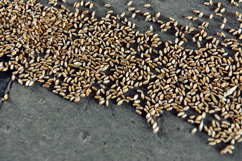 FILE PHOTO: Wheat grains are seen at the Farmers Cooperative