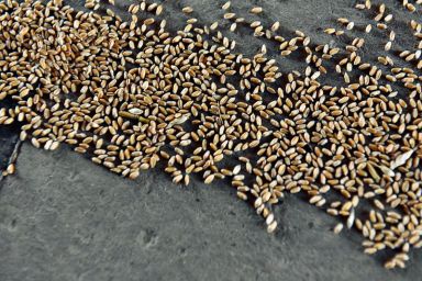 FILE PHOTO: Wheat grains are seen at the Farmers Cooperative