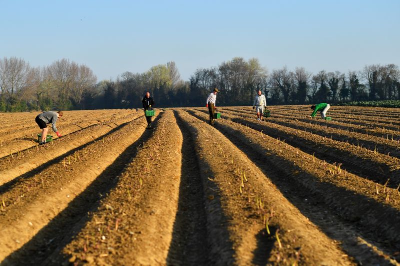 Local residents pick asparagus as they work at Dyas Farms
