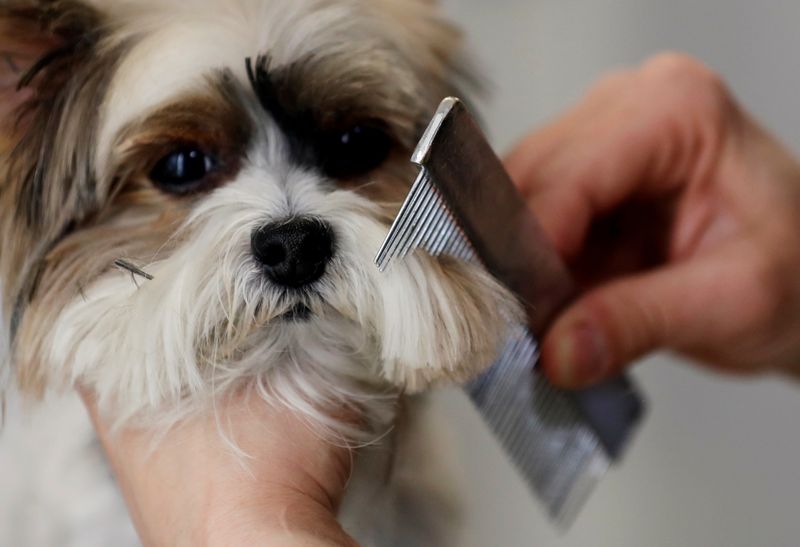 A groomer combs a dog at a pet grooming salon