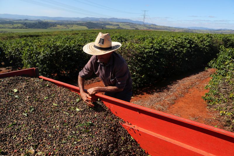 FILE PHOTO: A worker arranges harvested coffee cherries inside a