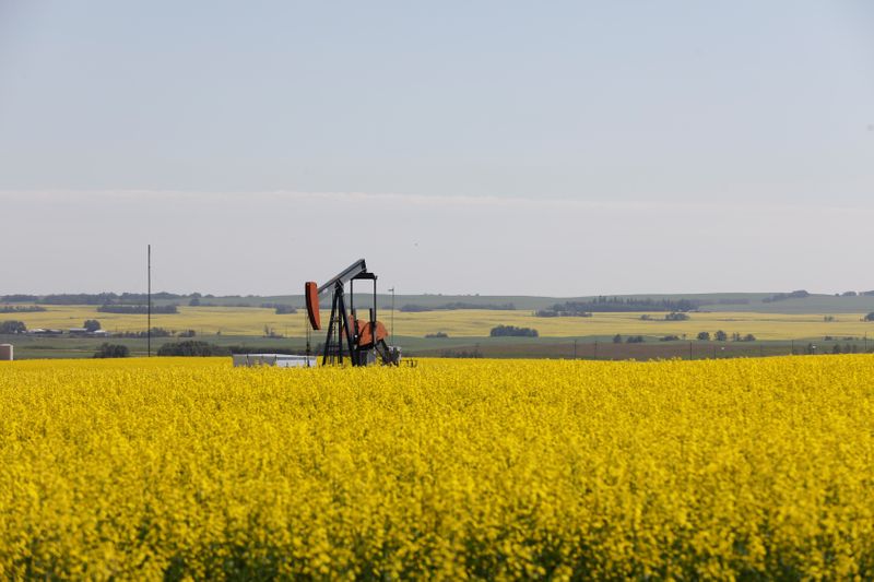FILE PHOTO: Western Canadian canola fields surrounding an oil pump
