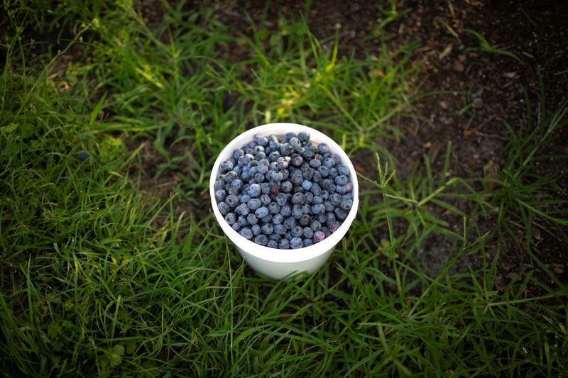 A container filled with blueberries is seen during a harvest
