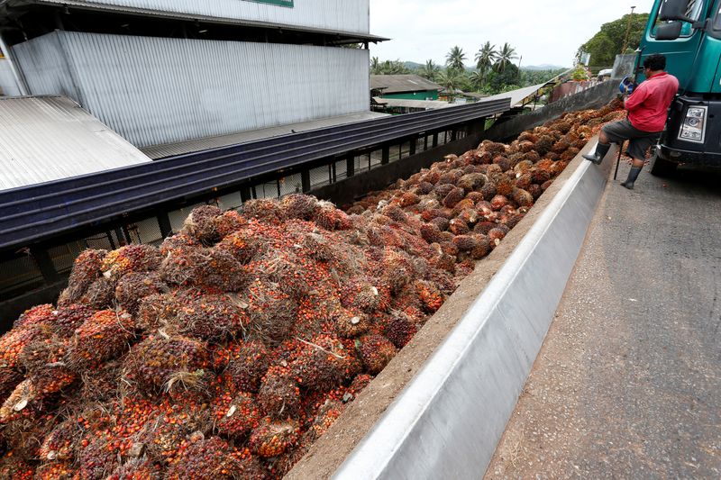 A worker unloads palm oil fruit bunches from a lorry