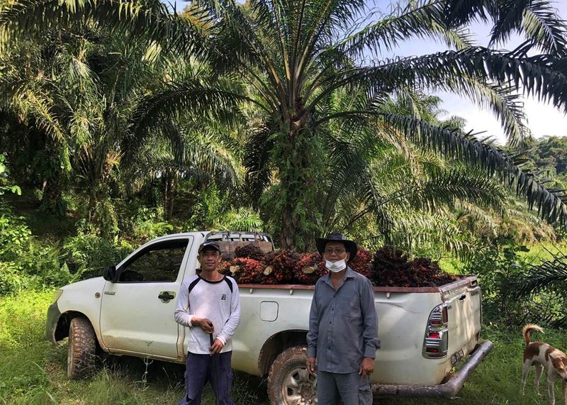 Malaysian palm oil farmer Incham Serdin, with a worker at