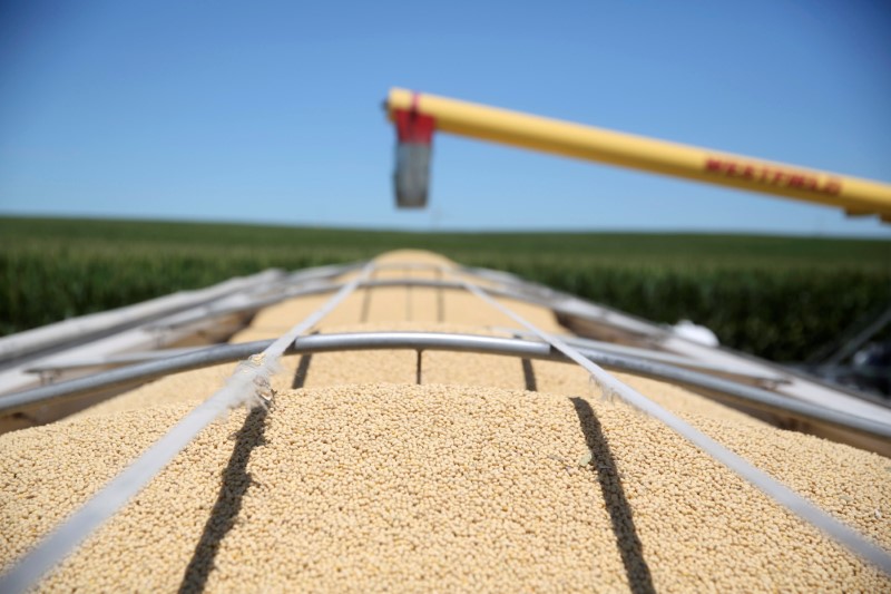 An auger stands over a trailer of soybeans at a