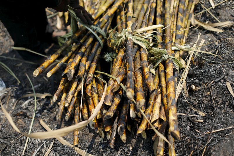 FILE PHOTO: Sugarcane is seen after being harvested in a