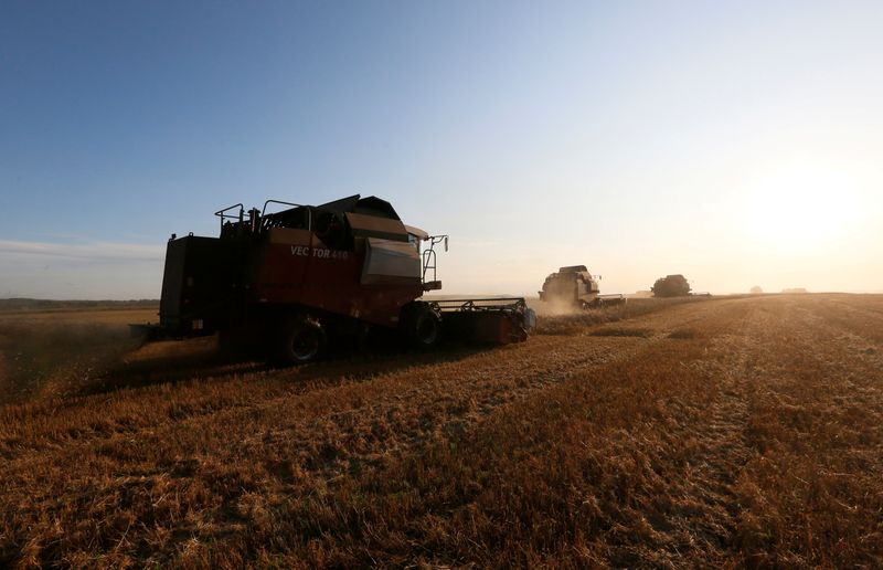 FILE PHOTO: Combines harvest wheat near Krasnoyarsk