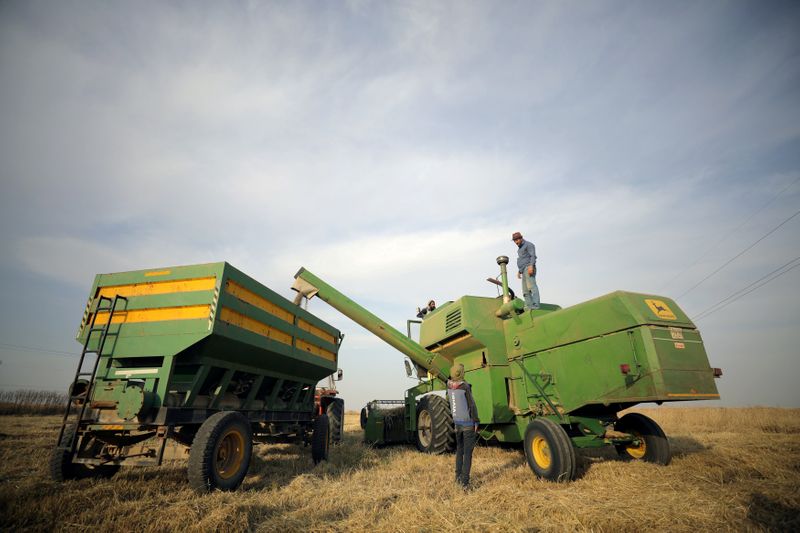FILE PHOTO: A combine harvester harvests wheat at a field