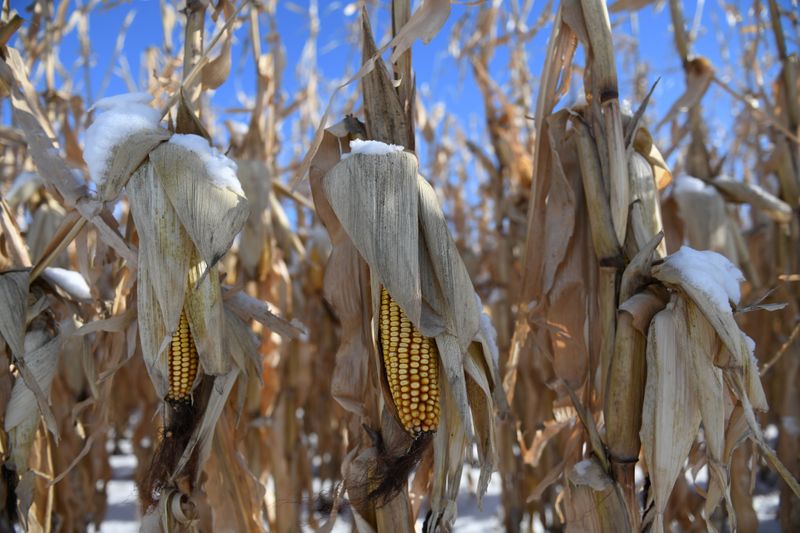 Frozen corn is seen on a farm in East Grand