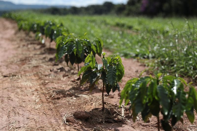 Young coffee trees are seen in a plantation in the