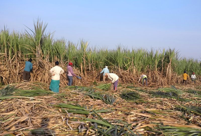 FILE PHOTO: Workers harvest sugarcane in a filed in Gove