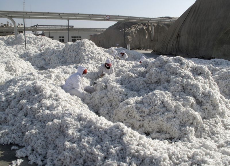 Workers look for trash in newly harvested cotton at a