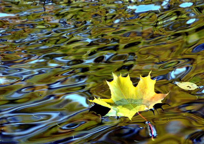 FILE PHOTO: A yellow leaf drifts in a pond in