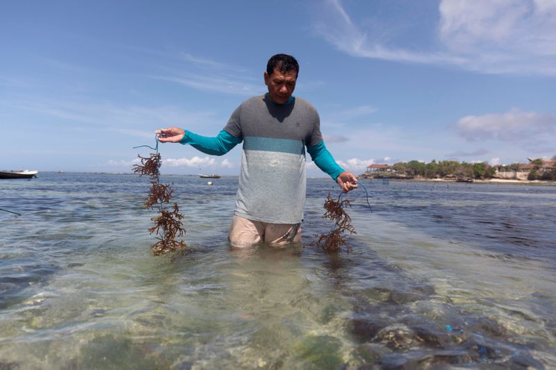 Bali islanders turn to kelp farming as tourism dries up