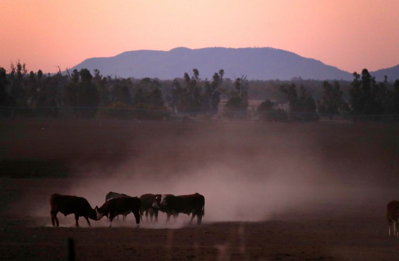 FILE PHOTO: Cattle push each other as they kick-up dust