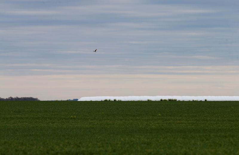 FILE PHOTO: A bird flies over a field of wheat