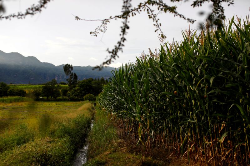 Corn plants are seen on a field in Jalmolonga