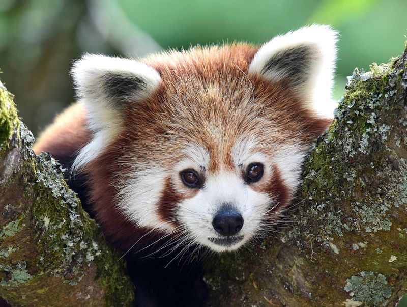 FILE PHOTO: A one year old Red Panda sits in