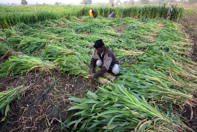 FILE PHOTO: A farm worker harvests maize crop in a