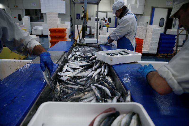French workers fillet mackerels in a fish processing plant in