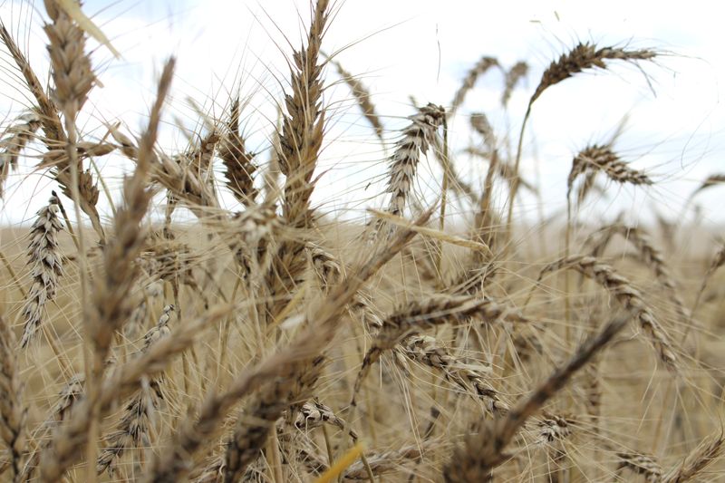 FILE PHOTO: A wheat field ahead of annual harvest near