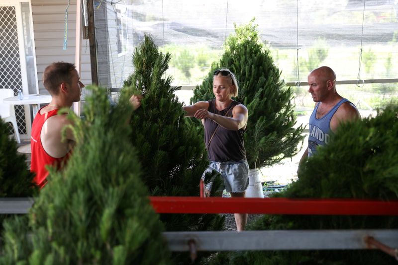 Customers shop for Christmas trees at a roadside business in